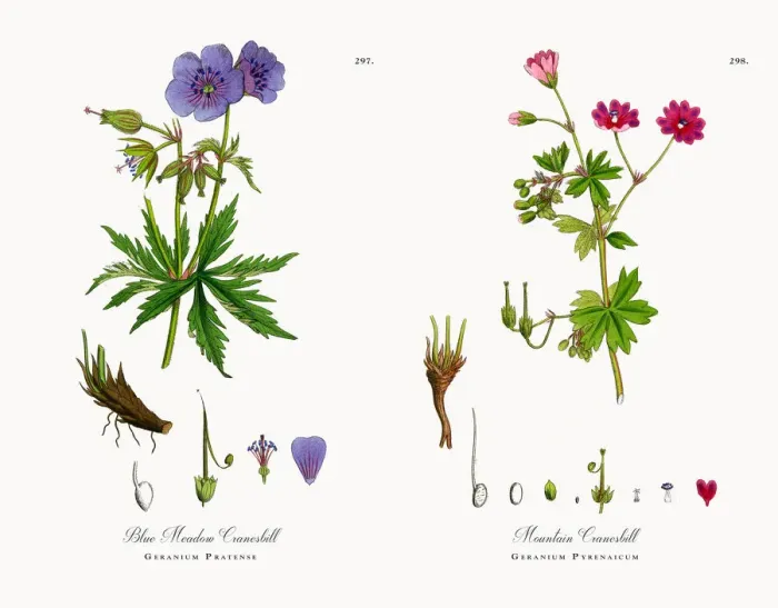 Framed Print : Blue Meadow Cranesbill, Geranium Pratense, Victorian Botanical Illustration, 1863 Framed Print : Blue Meadow Cranesbill, Geranium Pratense, Victorian Botanical Illustration, 1863