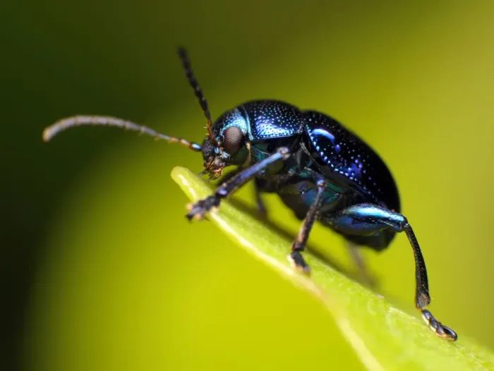 Framed Print : Blue milkweed beetle