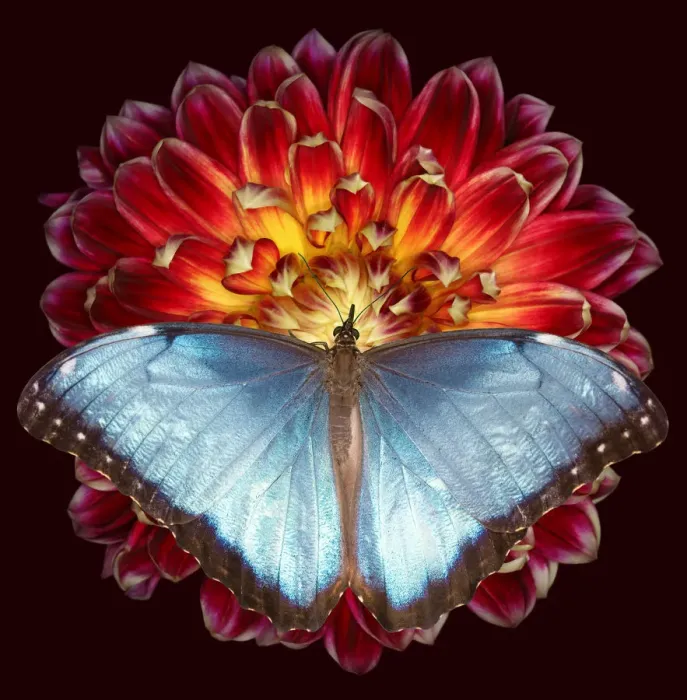 Framed Print : Blue Morpho Framed Print : Blue Morpho
