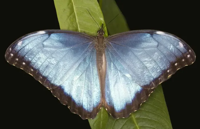 Framed Print : Blue Morpho Framed Print : Blue Morpho