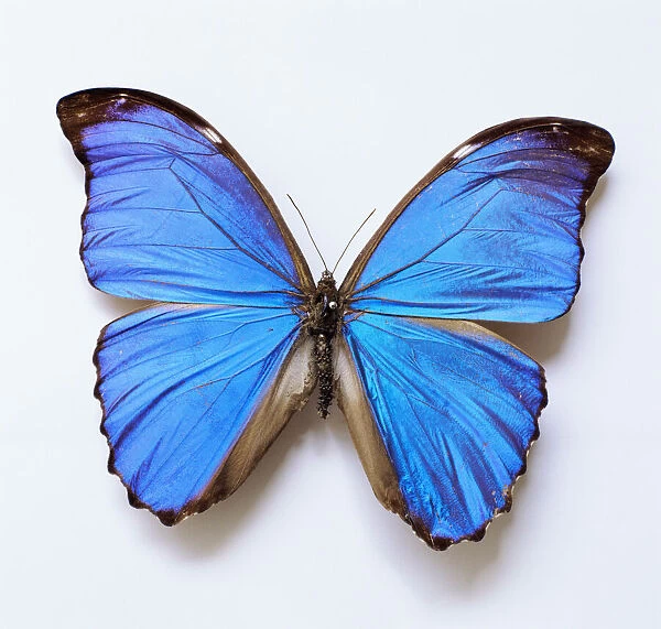 Blue Morpho Butterfly (Morpho menelaus), overhead view