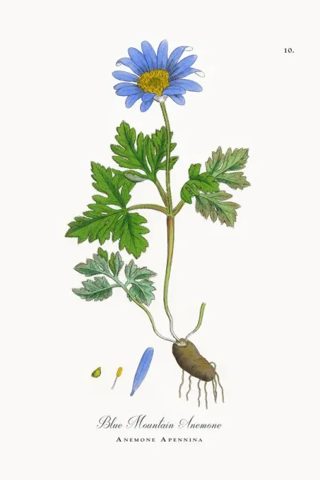 Framed Print : Blue Mountain Anemone, Anemone, Anemone Apennina, Victorian Botanical Illustration, 1863 Framed Print : Blue Mountain Anemone, Anemone, Anemone Apennina, Victorian Botanical Illustration, 1863