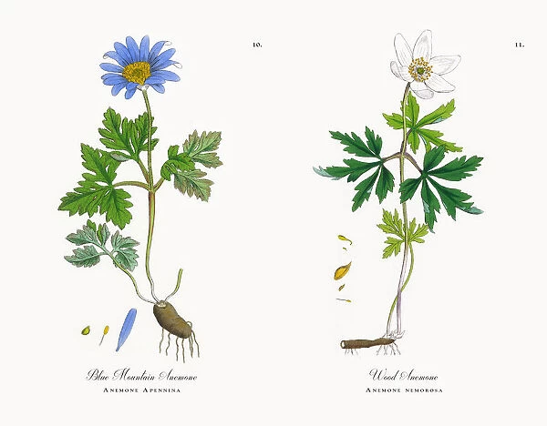 Blue Mountain Anemone, Anemone, Anemone Apennina, Victorian Botanical Illustration, 1863