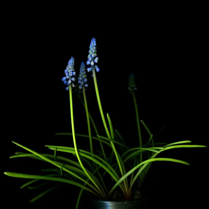 Framed Print : Blue Muscari Framed Print : Blue Muscari