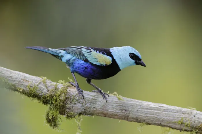 Framed Print : Blue-necked Tanager Framed Print : Blue-necked Tanager