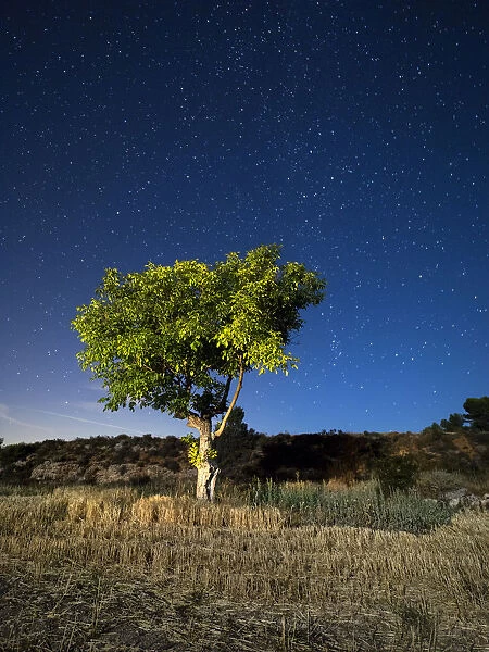Blue night sky with stars with a tree with green leaves in a field