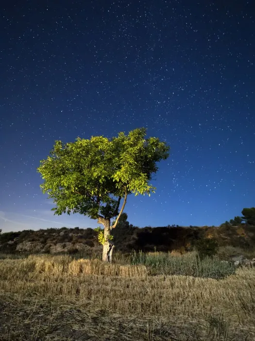 Framed Print : Blue night sky with stars with a tree with green leaves in a field Framed Print : Blue night sky with stars with a tree with green leaves in a field