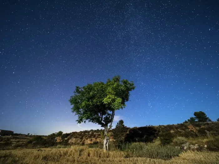 Framed Print : Blue night sky with stars with a tree with green leaves in a field Framed Print : Blue night sky with stars with a tree with green leaves in a field