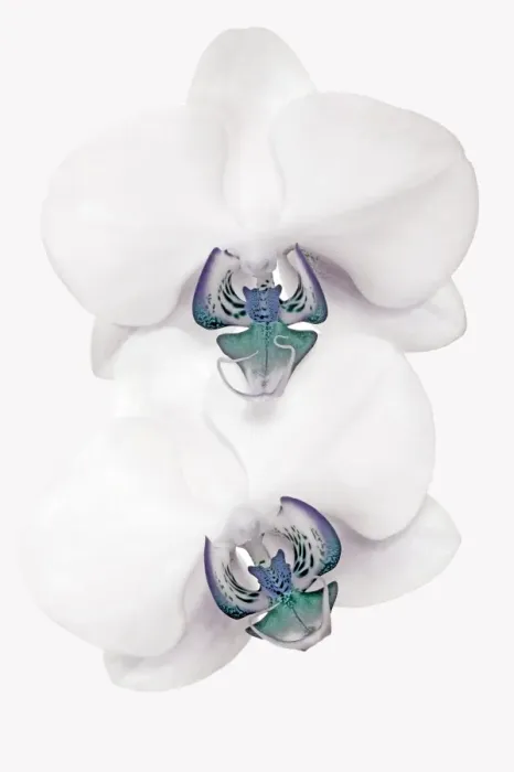 Framed Print : Blue Orchids Framed Print : Blue Orchids