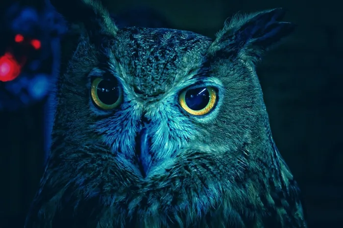 Framed Print : Blue Owl Framed Print : Blue Owl