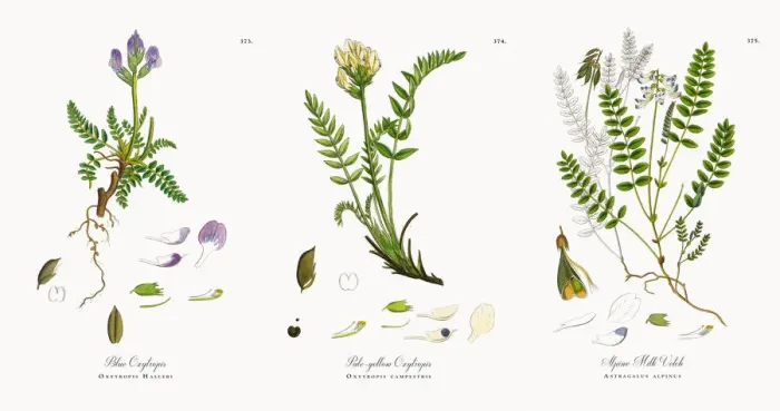 Framed Print : Blue Oxytropis, Oxytropis Halleri, Victorian Botanical Illustration, 1863