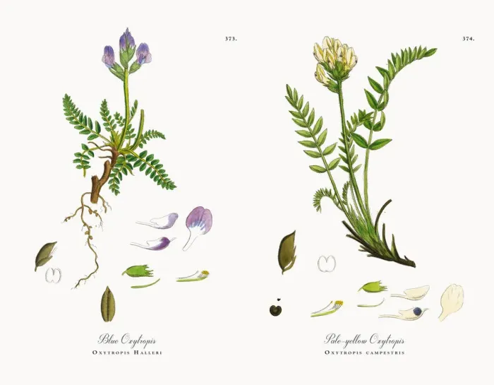 Framed Print : Blue Oxytropis, Oxytropis Halleri, Victorian Botanical Illustration, 1863 Framed Print : Blue Oxytropis, Oxytropis Halleri, Victorian Botanical Illustration, 1863