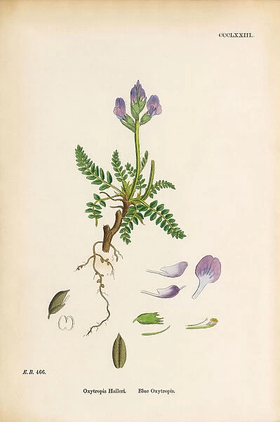 Blue Oxytropis, Oxytropis Halleri, Victorian Botanical Illustration, 1863