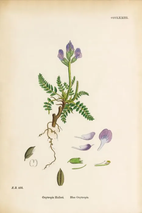Framed Print : Blue Oxytropis, Oxytropis Halleri, Victorian Botanical Illustration, 1863 Framed Print : Blue Oxytropis, Oxytropis Halleri, Victorian Botanical Illustration, 1863