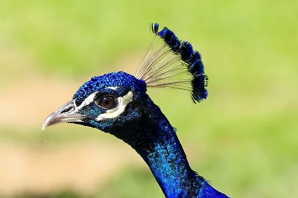 Blue Peacock -Pavo cristatus-, portrait, captive
