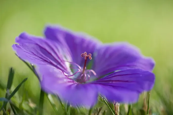 Framed Print : Blue and Purple Geranium Lying on Grass Framed Print : Blue and Purple Geranium Lying on Grass