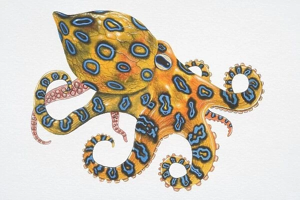 Blue-ringed Octopus (Hapalochlaena sp. )