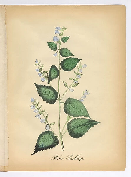 Blue Scullcap Victorian Botanical Illustration