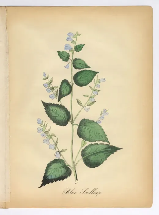 Framed Print : Blue Scullcap Victorian Botanical Illustration Framed Print : Blue Scullcap Victorian Botanical Illustration