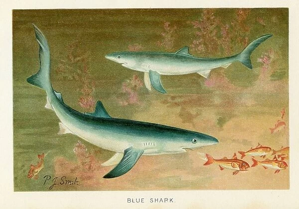 Blue shark chromolithograph 1896