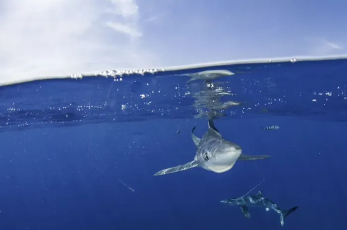 Framed Print : GRRRR. Blue shark swimming near the surface, at the dive site called Azores