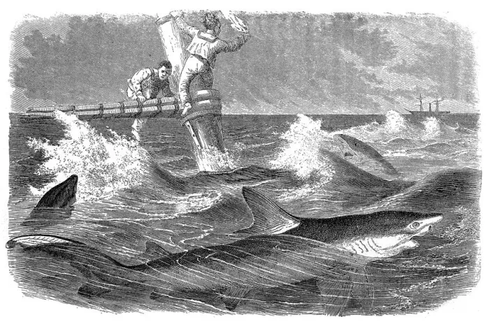 Framed Print : Blue sharks (Prionace glauca) and sailors in danger Framed Print : Blue sharks (Prionace glauca) and sailors in danger