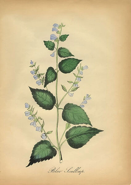 Blue Skullcap Flower Victorian Botanical Illustration