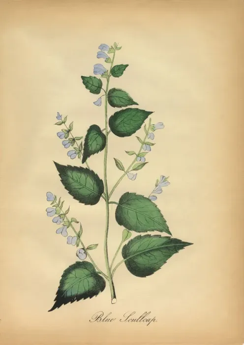 Framed Print : Blue Skullcap Flower Victorian Botanical Illustration Framed Print : Blue Skullcap Flower Victorian Botanical Illustration
