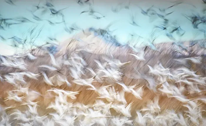 Framed Print : Blue Sky and Snow Geese Blur at Bosque Del Apache, New Mexico Framed Print : Blue Sky and Snow Geese Blur at Bosque Del Apache, New Mexico