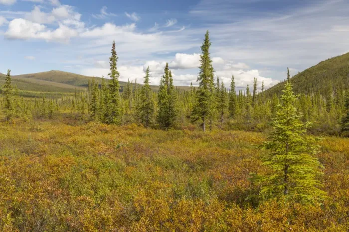 Framed Print : Blue sky over tundra near Steese Highway, Alaska, USA