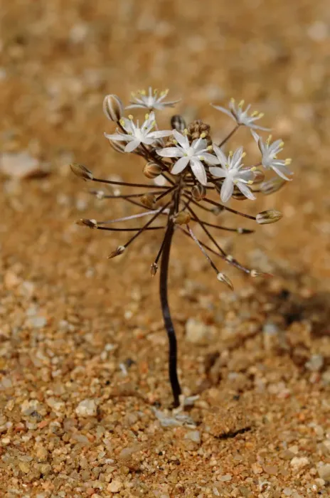 Framed Print : Blue Star Squill -Scilla sp. - Goegap Nature Reserve, Namaqualand, South Africa