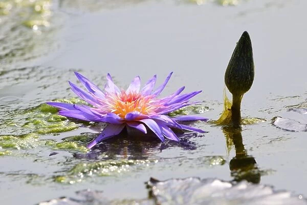 Blue Star Water Lily -Nymphaea stellata-, Baden-Wurttemberg, Germany