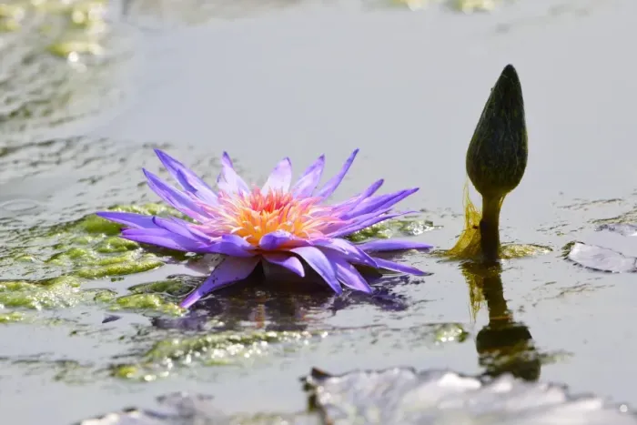 Framed Print : Blue Star Water Lily -Nymphaea stellata-, Baden-Wurttemberg, Germany Framed Print : Blue Star Water Lily -Nymphaea stellata-, Baden-Wurttemberg, Germany
