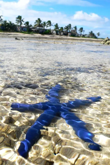 Framed Print : Blue Starfish Framed Print : Blue Starfish