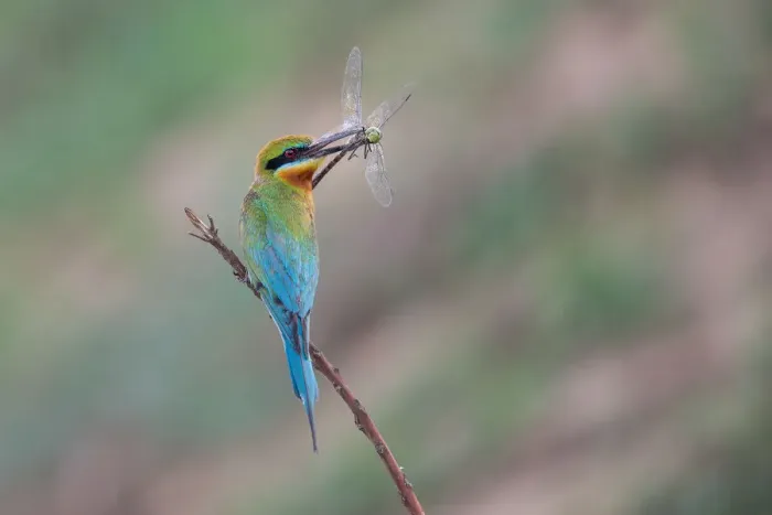 Framed Print : Blue-tailed Bee-eater with a Dragonfly Framed Print : Blue-tailed Bee-eater with a Dragonfly