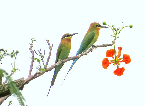 Blue-tailed bee-eaters (Merops philippinus)