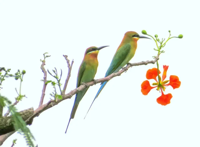 Framed Print : Blue-tailed bee-eaters (Merops philippinus) Framed Print : Blue-tailed bee-eaters (Merops philippinus)