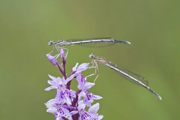 Two Blue-tailed Damselfies -Ischnura elegans- on a Heath Spotted Orchid or Moorland Spotted Orchid -Dactylorhiza maculata-, North Hesse, Hesse, Germany
