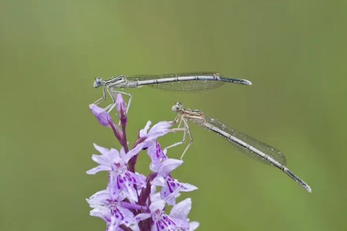 Framed Print : Two Blue-tailed Damselfies -Ischnura elegans- on a Heath Spotted Orchid or Moorland Spotted Orchid -Dactylorhiza maculata-, North Hesse, Hesse, Germany