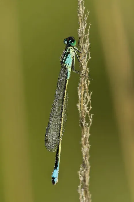 Framed Print : Blue-tailed Damselfly -Ischnura elegans-, Burgenland, Austria