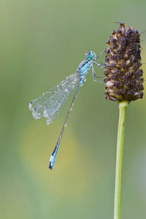 Framed Print : Blue-tailed Damselfly -Ischnura elegans-, Burgenland, Austria Framed Print : Blue-tailed Damselfly -Ischnura elegans-, Burgenland, Austria