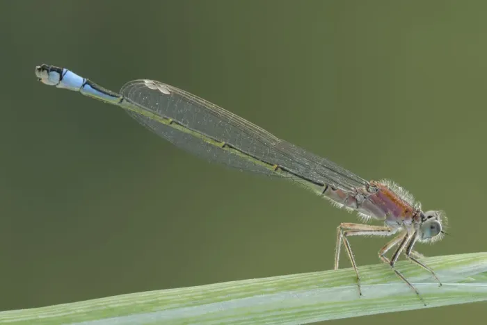 Framed Print : Blue-tailed Damselfly -Ischnura elegans- Framed Print : Blue-tailed Damselfly -Ischnura elegans-