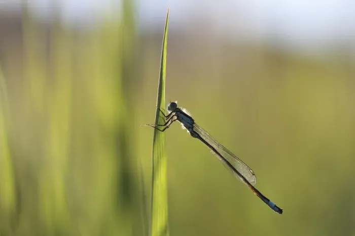 Framed Print : Blue-tailed Damselfly -Ischnura elegans-, male, macro, Biberach an der Riss, Upper Swabia, Baden-Wurttemberg, Germany