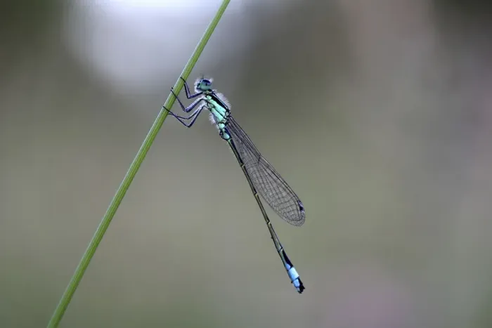 Framed Print : Blue-tailed Damselfly -Ischnura elegans-, male, Biberach an der Riss, Upper Swabia, Baden-Wurttemberg, Germany Framed Print : Blue-tailed Damselfly -Ischnura elegans-, male, Biberach an der Riss, Upper Swabia, Baden-Wurttemberg, Germany