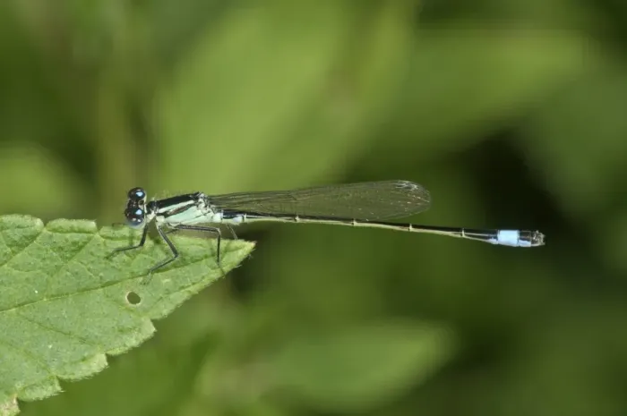 Framed Print : Blue-tailed Damselfly -Ischnura elegans-, male, Untergroeningen, Baden-Wuerttemberg, Germany, Europe Framed Print : Blue-tailed Damselfly -Ischnura elegans-, male, Untergroeningen, Baden-Wuerttemberg, Germany, Europe