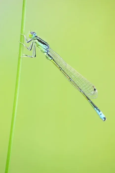 Framed Print : Blue-tailed Damselfly -Ischnura elegans- on a blade of grass