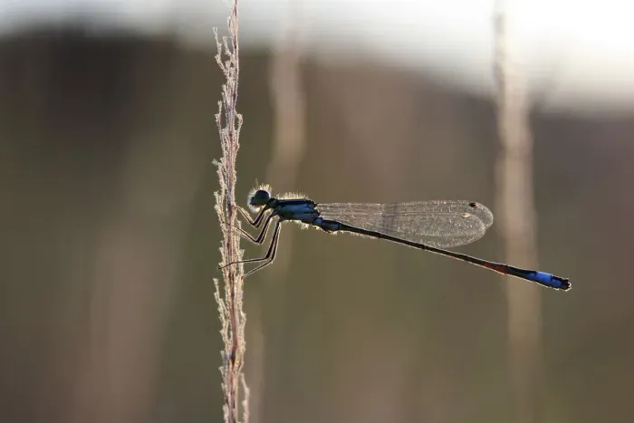Framed Print : Blue-tailed Damselfly -Ischnura elegans- in the evening light, Baden-Wuerttemberg, Germany, Europe Framed Print : Blue-tailed Damselfly -Ischnura elegans- in the evening light, Baden-Wuerttemberg, Germany, Europe