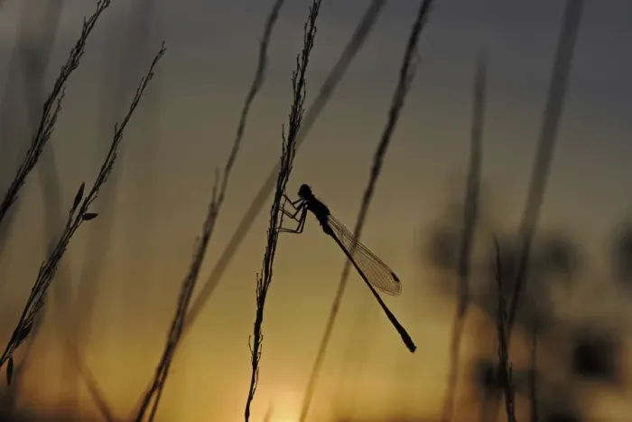 Framed Print : Blue-tailed Damselfly -Ischnura elegans- at sunset, Baden-Wuerttemberg, Germany, Europe Framed Print : Blue-tailed Damselfly -Ischnura elegans- at sunset, Baden-Wuerttemberg, Germany, Europe