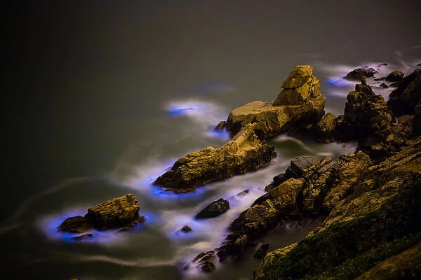 Blue Tears, Bioluminescent algae Noctiluca Scintillans