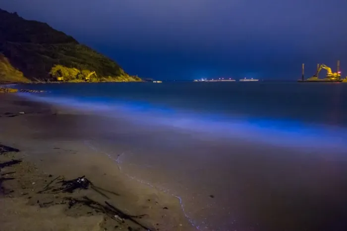 Framed Print : Blue Tears Bioluminescent algae Noctiluca Scintillans